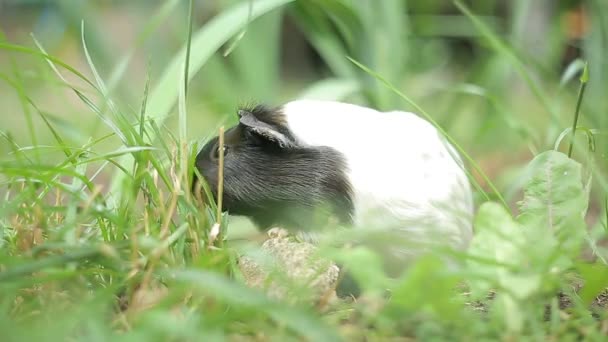 Морская свинка Cavia porcellus популярное домашнее животное. — стоковое видео