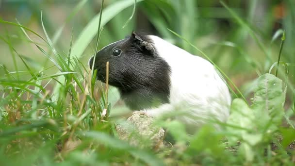 Гвінейська свинка Cavia porcellus - популярна домашня тварина.. — стокове відео