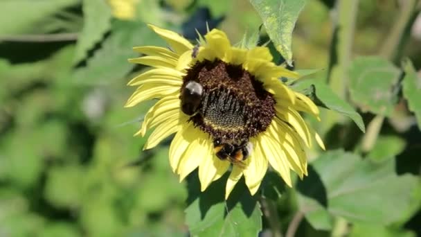 Luminoso delizioso sfondo naturale di molte bacche di lampone rosso succosa matura — Video Stock