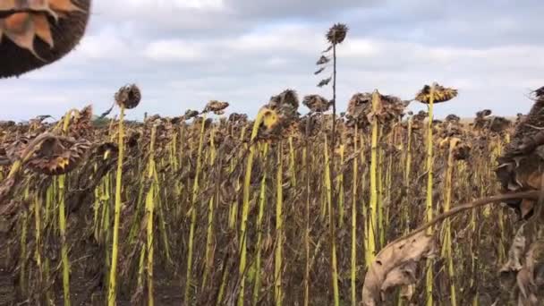 El calentamiento global conduce a la sequía y la pérdida de cultivos. — Vídeo de stock