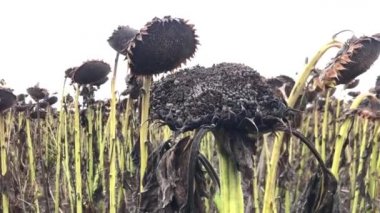 Kuru bitkiler. Avrupa 'da kuraklık, hasat için mücadele.