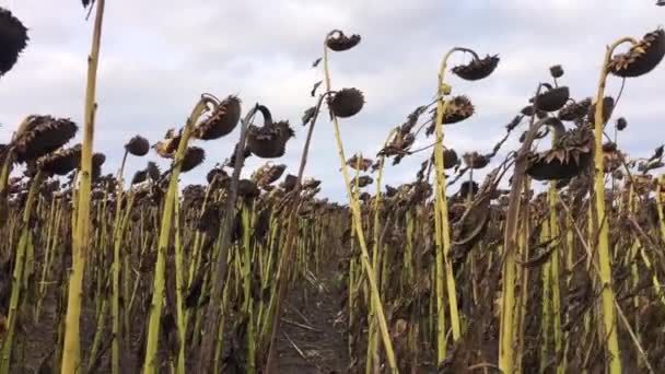 Suché rostliny. Sucho v Evropě, boj o sklizeň. — Stock video
