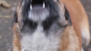 Küçük köpek kameraya baktı ve havladı. Kızgın ve saldırgan bir köpek..