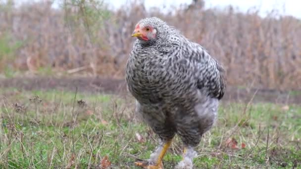 Kippen grazen in de tuin van de boerderij. Super slow motion 240 — Stockvideo