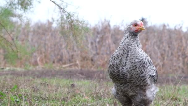 Das Huhn blickt in die Kameralinse. Der Vogel läuft frei im Garten — Stockvideo