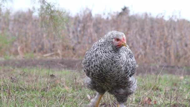 El pollo limpia las plumas delante de la cámara. Super cámara lenta. — Vídeos de Stock