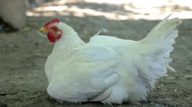 Beyaz tavuk, tavuk oturması..