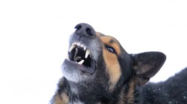 Kötü köpek, Havlayan öfkeli köpek dışarıda. Köpek saldırgan ve tehlikeli görünüyor. Kızgın köpek.