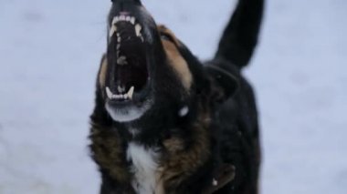 Kötü köpek, Havlayan öfkeli köpek dışarıda. Köpek saldırgan ve tehlikeli görünüyor. Kızgın köpek.