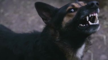 Havlayan öfkeli çoban köpeği dışarıda.