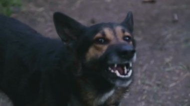 Havlayan öfkeli çoban köpeği dışarıda.