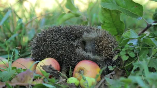 Hedgehog with an apple — Stock Video