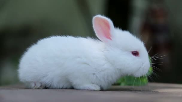 Králík na zelené trávě, bílý králík — Stock video