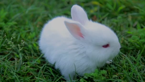 Coelho na grama verde, coelho pequeno coelho branco — Vídeo de Stock