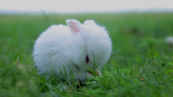 緑の草の上のウサギ白いウサギ — ストック動画