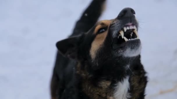 Boze hond, blaffen woedend boze hond buiten. De hond ziet er agressief uit, gevaarlijk. Woedende hond — Stockvideo