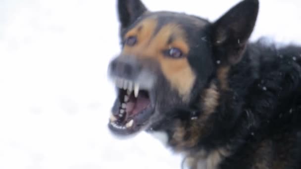 Zlý pes, štěkal vzteklý pes venku. Ten pes vypadá agresivně, nebezpečně. Vzteklý pes — Stock video