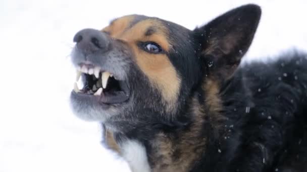 Boze hond, blaffen woedend boze hond buiten. De hond ziet er agressief uit, gevaarlijk. Woedende hond — Stockvideo