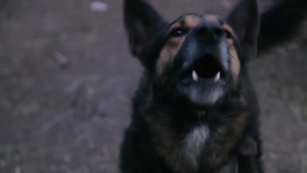 Barking rasande herde hund utomhus — Stockvideo