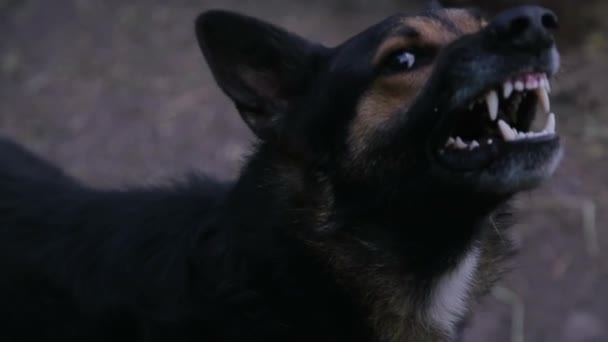Blaffen woedende herder hond buiten — Stockvideo