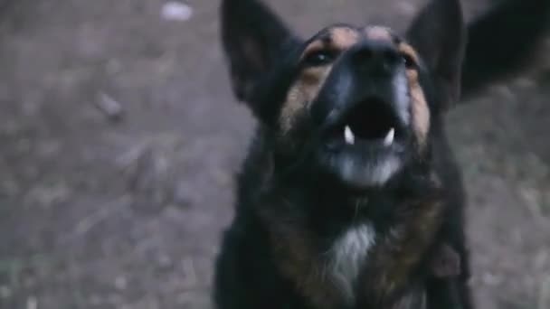 Barking cane pastore infuriato all'aperto — Video Stock