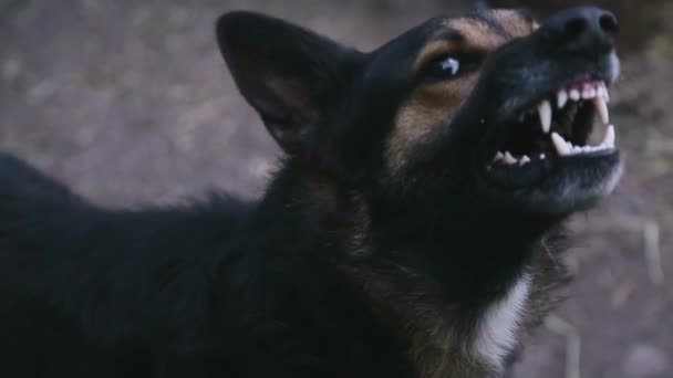 Ugató dühös pásztor kutya a szabadban — Stock videók