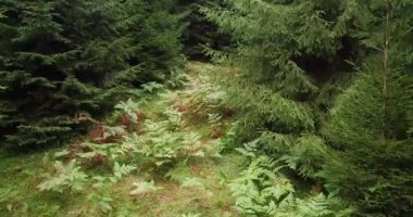 Ukrayna Karpatları 'nın ormanında eğreltiotu, hava manzarası.