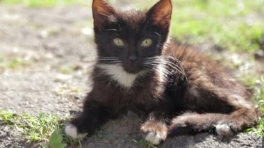 Köydeki çimlerin üzerinde siyah bir kedi yatıyor..