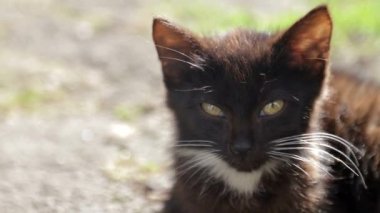 Güneşli bir günde çimlerde oturan güzel kara kedi.