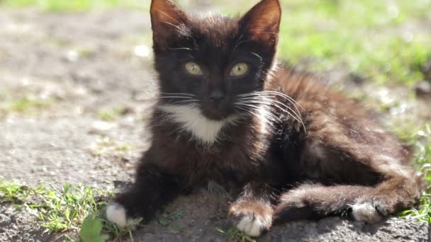 En svart katt ligger på gräset i byn.. — Stockvideo