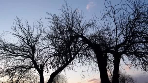 Dead trees after dehydration. Global warming — Stock Video