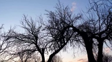 Mavi gökyüzünün arka planında ağaçların silueti