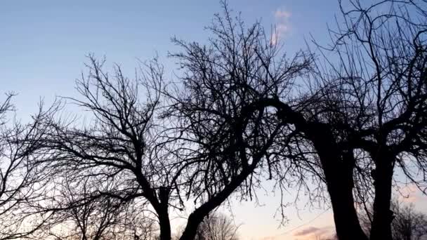 A fák sziluettje a kék ég hátterében — Stock videók