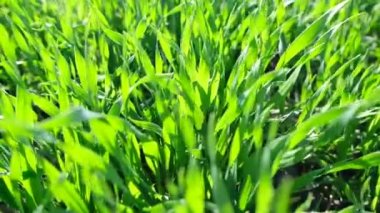 Taze bahar yeşili çimenler, tarım