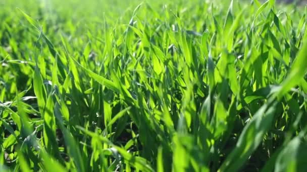 新鮮な春の緑の草、農業 — ストック動画