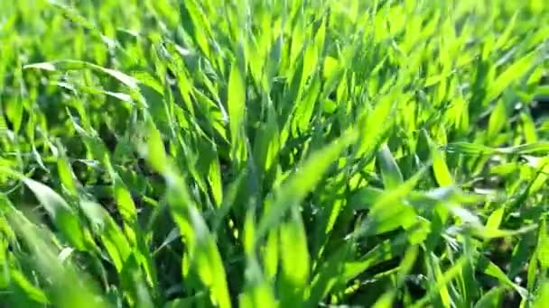 Erba verde da vicino, effetto sfocato dell'erba verde. — Video Stock