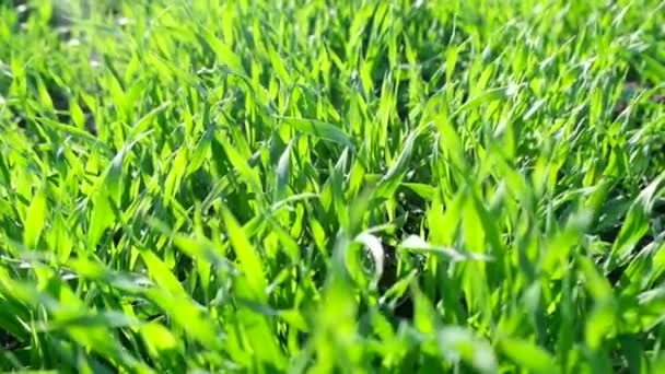 Hierba verde primavera fresca, agricultura. campo verde de trigo temprano — Vídeo de stock