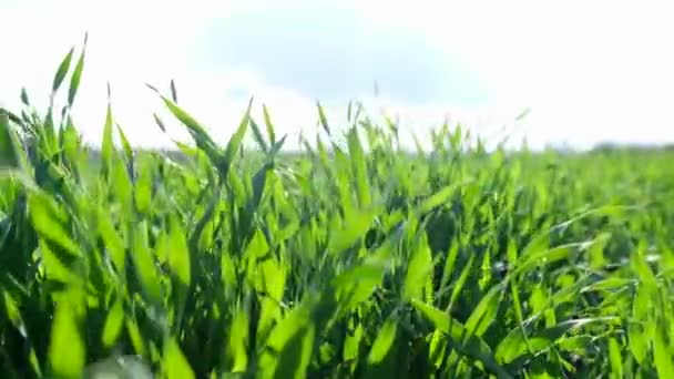 スローモーションで美しい緑の草の撮影. — ストック動画