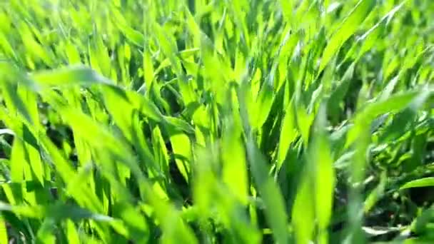 Schöne grüne Gras schießen in Zeitlupe. — Stockvideo