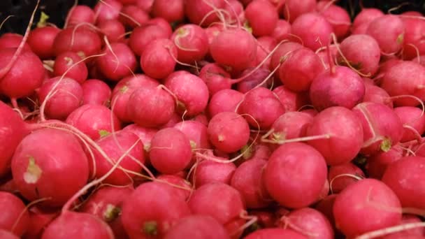 Radis rouge à vendre dans un marché fermier local — Video