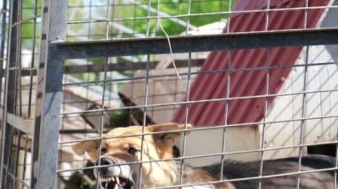 Şeytani bir Alman kurdu kafeste havlıyor.. 