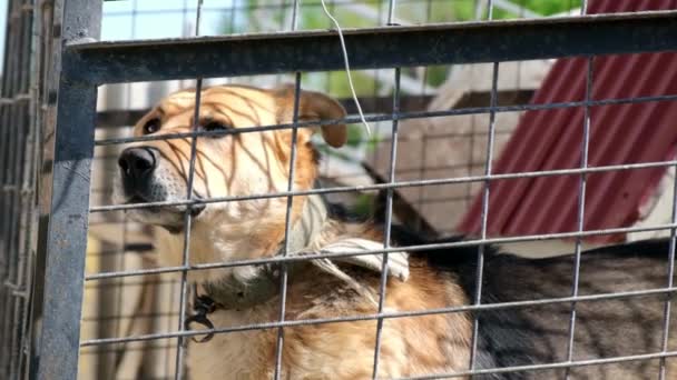 Een kwaadaardige Duitse herder blaft in de tuin. — Stockvideo