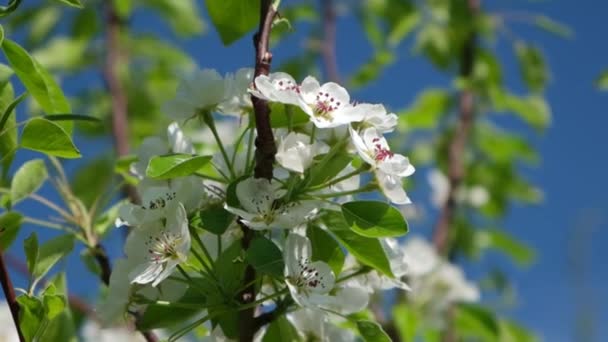 Bela árvore de maçã de floração branca. — Vídeo de Stock