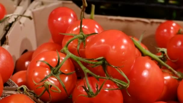 Big harvest of red tomatoes lying in a cardboard box — Vídeos de Stock