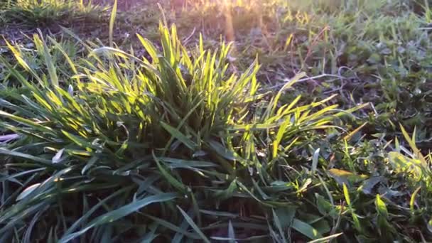 De zonnestralen vallen op het groene gras. — Stockvideo