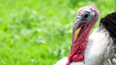 Bahçede büyük bir hindi yürüyor..