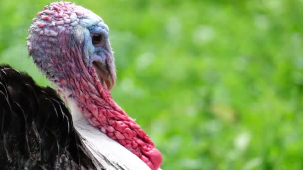 Большая красивая индейка. Птицеводство. Готовимся к Дню Благодарения. Рыжая голова. — стоковое видео