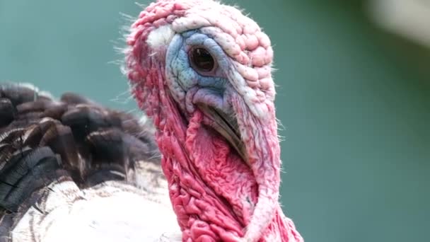 Portrait d'une grosse tête de dinde rouge — Video