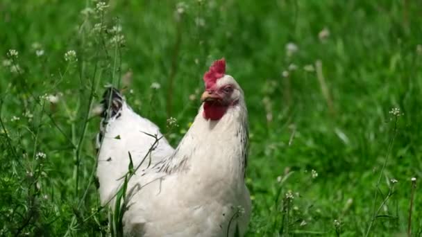 Un pollo blanco caminando sobre la hierba come hierba verde — Vídeo de stock