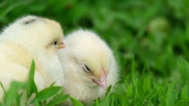 Pequeños polluelos amarillos sentados en la hierba sobre un fondo de hierba verde — Vídeos de Stock